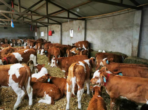 西门塔尔基础母牛饲养管理技术