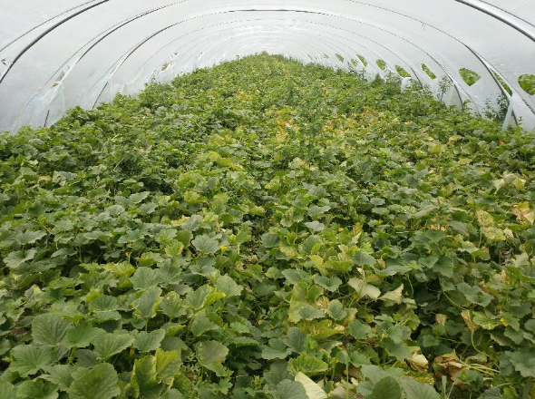 甜瓜保护地多层覆盖优质高效栽培技术