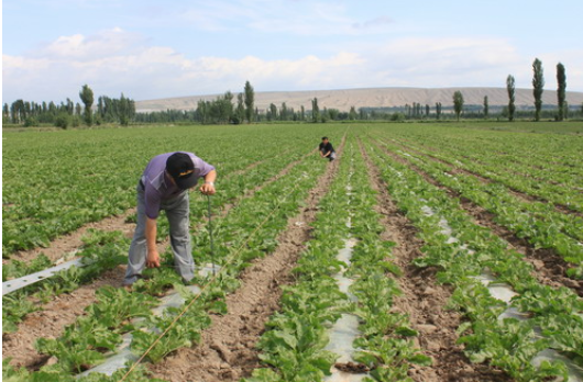甜菜滴灌全程机械化绿色高效栽培技术
