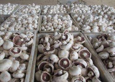 食用菌副产物主食化利用技术