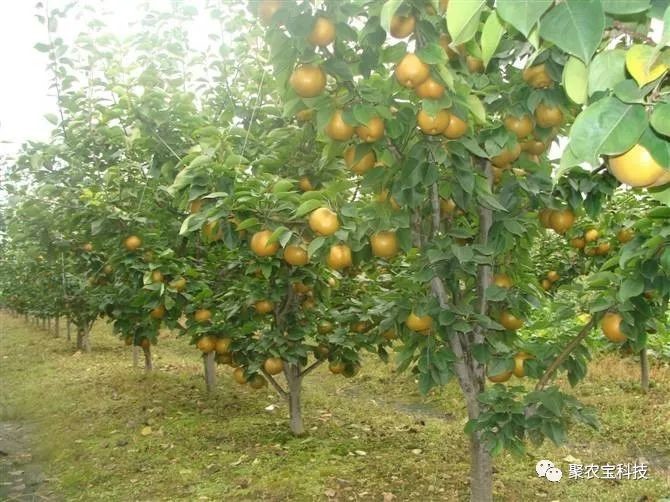 河南夏邑县王飞家庭农场