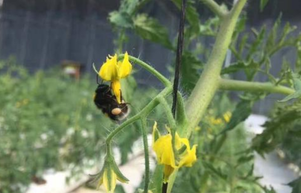 番茄熊蜂授粉技术