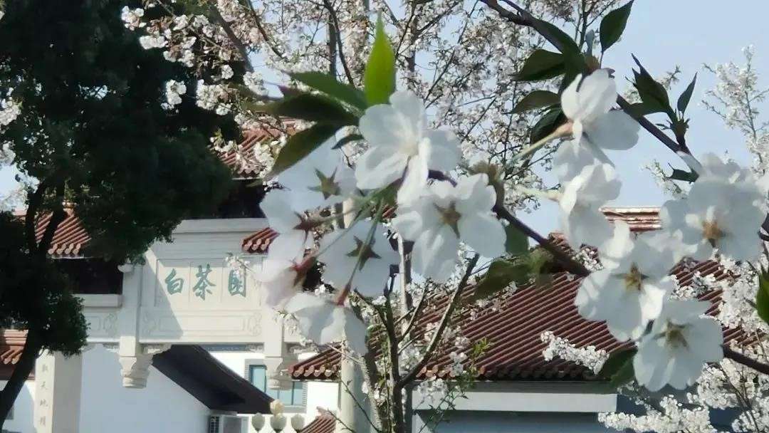江苏省无锡市锡山区斗山白茶蔬果家庭农场