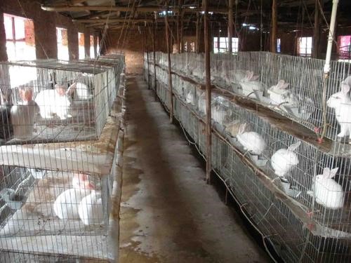 肉兔规模高效养殖技术