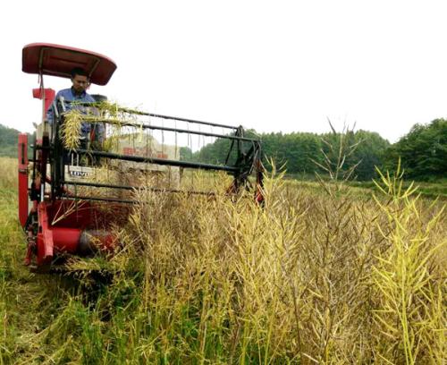 油菜&ldquo;一种两收&rdquo;全程机械化高效栽培技术