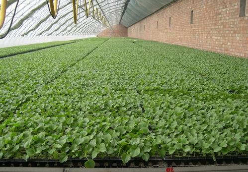 蔬菜集约化高效育苗技术