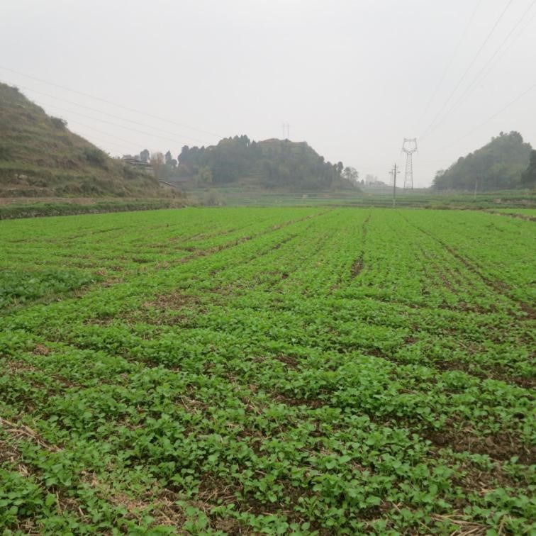贵州喀斯特黄壤稻田油菜浅耕分箱定量直（机）播化肥农药减施技术规程