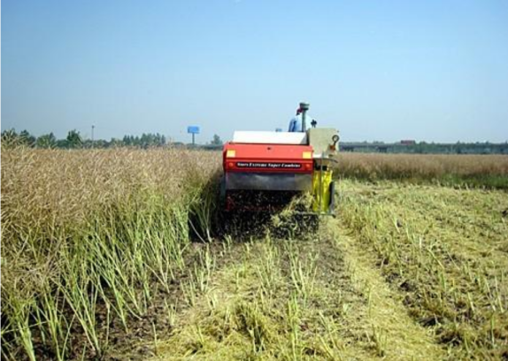 成都平原区油菜机械化分段式收获生产技术