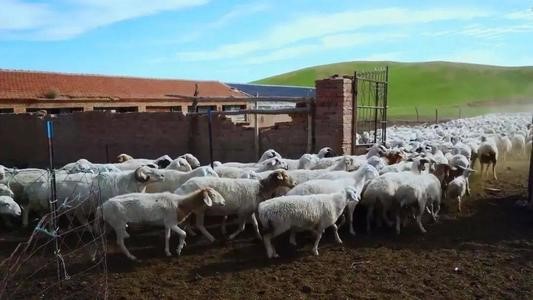 规模化羊场疫病防控综合技术