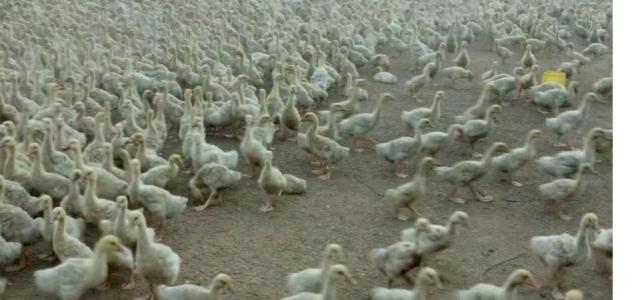 规模化鸭场鸭坦布苏病毒病防控关键技术