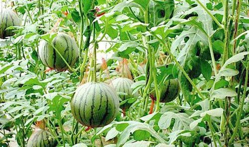 大棚西瓜甜瓜水肥一体化技术