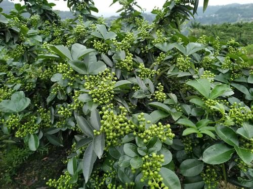 青花椒生态栽培技术