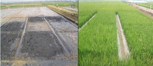 中轻度镉污染稻田VIP降镉技术