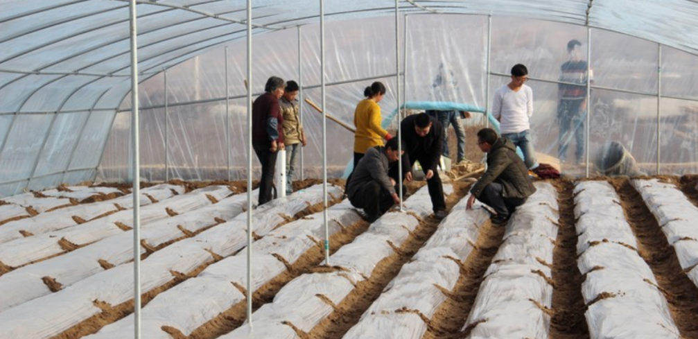 马铃薯地膜覆盖双行高厢垄作早熟耐寒高效综合栽培技术