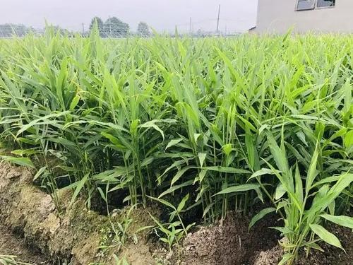 生姜病害综合防控技术