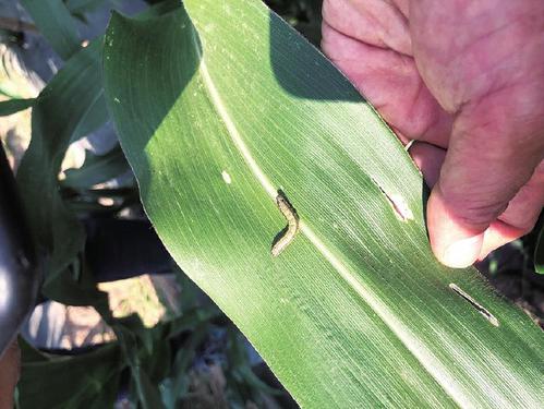 周年繁殖区草地贪夜蛾综合防治技术