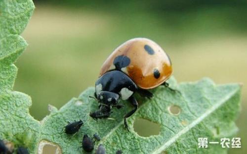 利用天敌昆虫防控设施蔬菜害虫轻简化配套技术