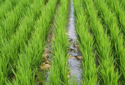 中稻-再生稻优质高效标准化技术