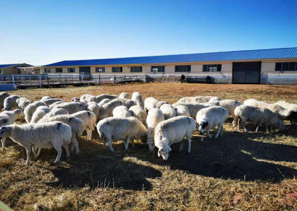 肉羊人工授精技术内蒙古自治区