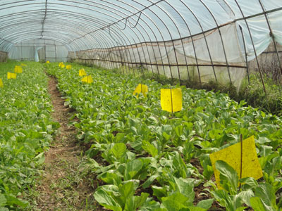 蔬菜病虫全程绿色防控技术