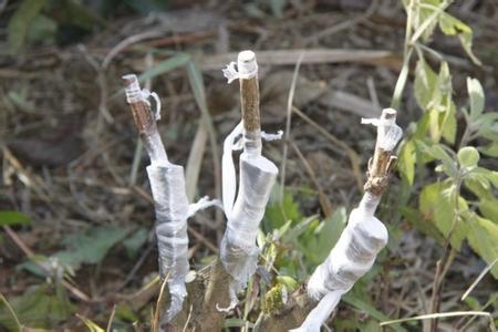 茶树幼根嫁接育苗核心技术