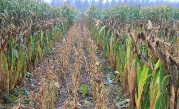 玉米-大豆轮作均衡增产全程机械化生产技术