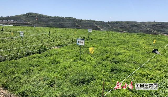 道地药园绿色高质高效生产集成技术