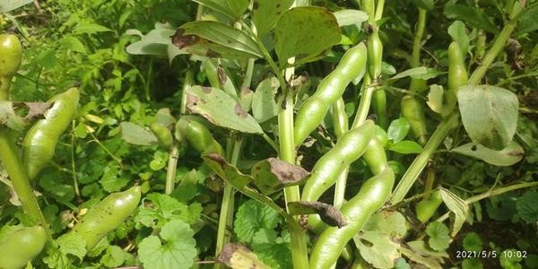 鲜食蚕豆通蚕鲜8号稻茬免耕生产技术