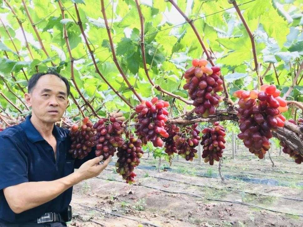 江苏省常熟市吉礼葡萄家庭农场