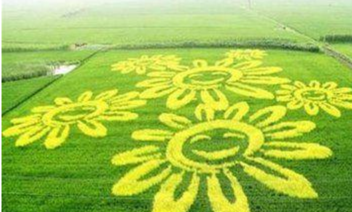 稻田大地景观生态安全栽培关键技术