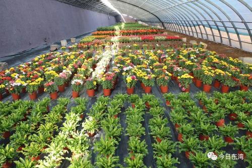 现代花卉高品质种苗（种球）工厂化繁育核心技术