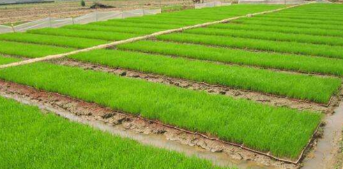 水稻机械化育秧技术