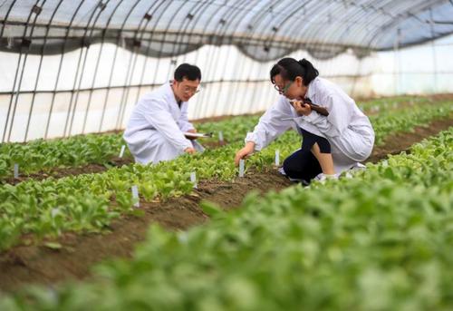 绿叶蔬菜机械化播种技术