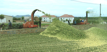 全株玉米青贮制作及科学饲喂技术