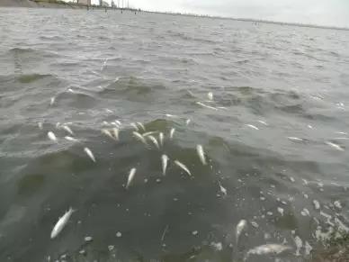 草鱼病害生态防控技术