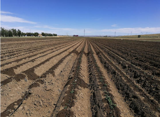 马铃薯浅埋滴灌精准水肥调控高效栽培技术