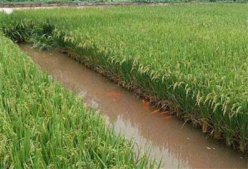 稻渔综合种养技术