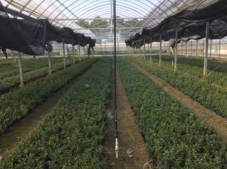 设施土壤抗连作障碍技术