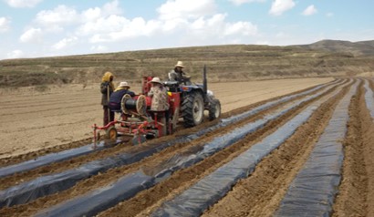 马铃薯全程机械化生产技术