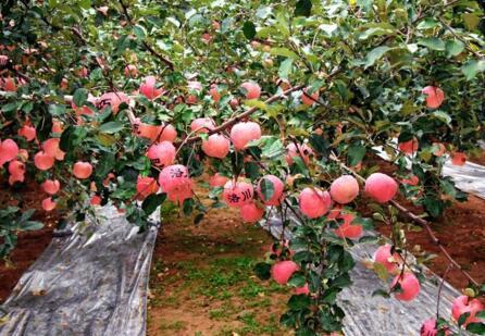 石榴提质增效关键技术