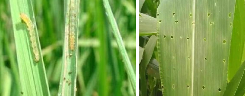 玉米螟绿色防控技术集成与示范