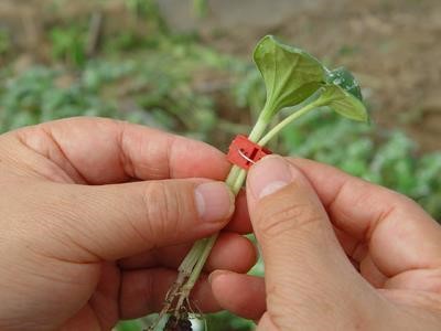 蔬菜嫁接栽培技术