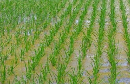 水稻淹水直播绿色高效种植模式