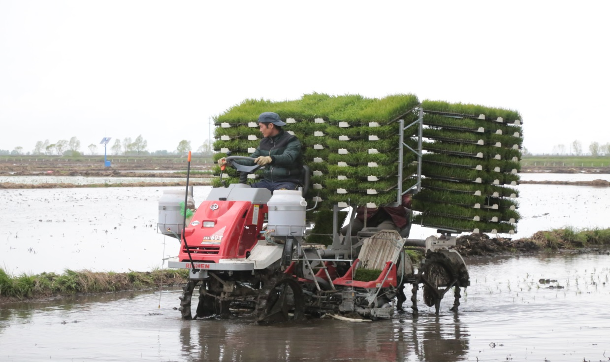 水稻钵育摆栽机械化技术