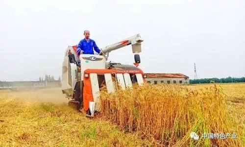 上海松江区李春风家庭农场