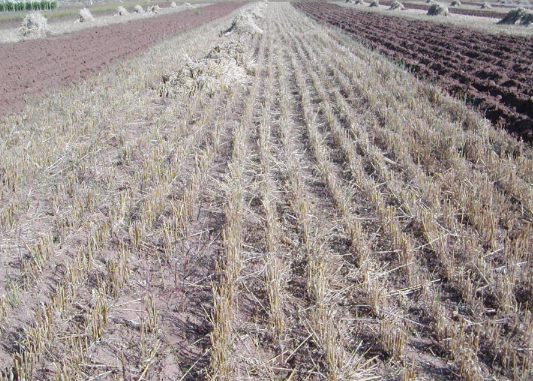 带状留茬间作轮作技术