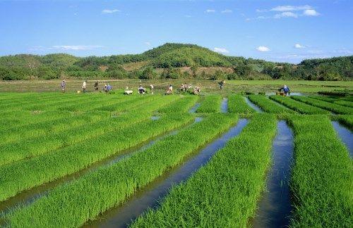 区域农业绿色生态系统恢复与提升技术
