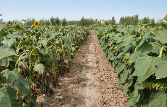 向日葵黄萎病绿色防控技术的集成和示范