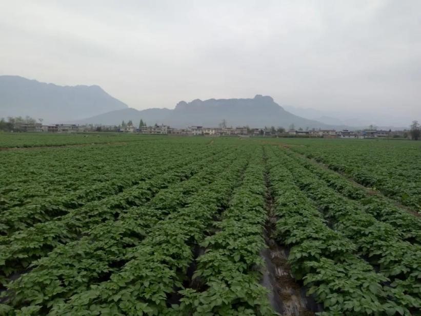 四川省江油市明利家庭农场