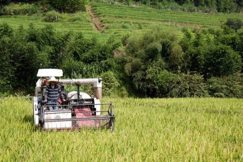 宜机化区中稻&mdash;再生稻全程机械化优质丰产栽培技术